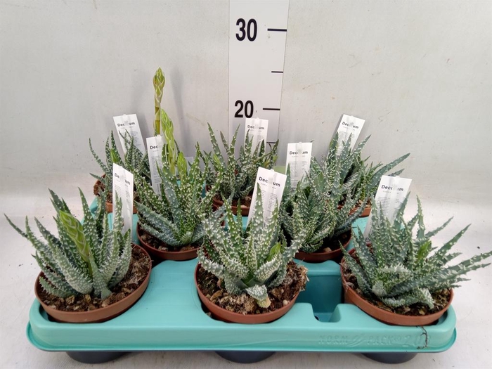 <h4>Aloe humilis</h4>