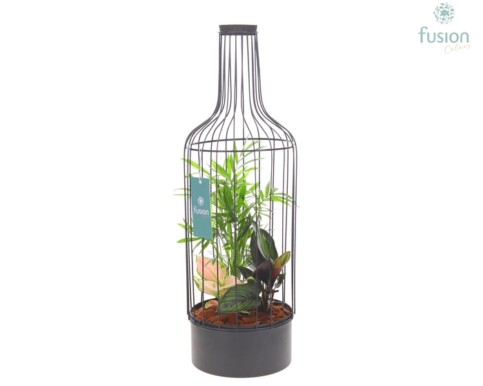<h4>Metaal fles zwart Large met Trendy planten</h4>