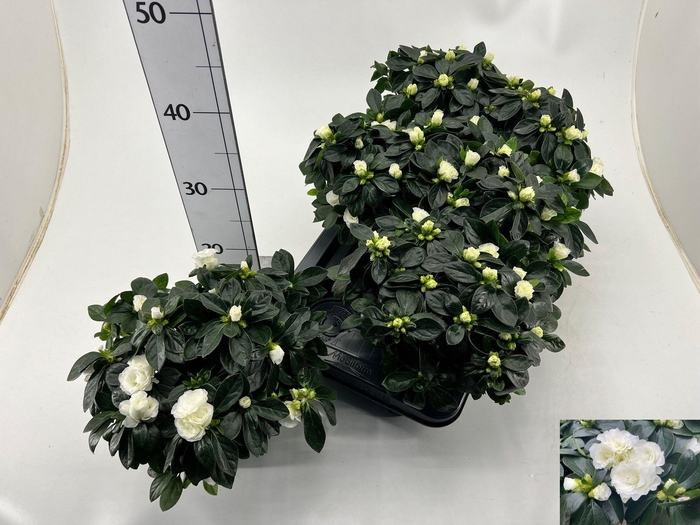 <h4>RHODO SI AIKO WHITE</h4>