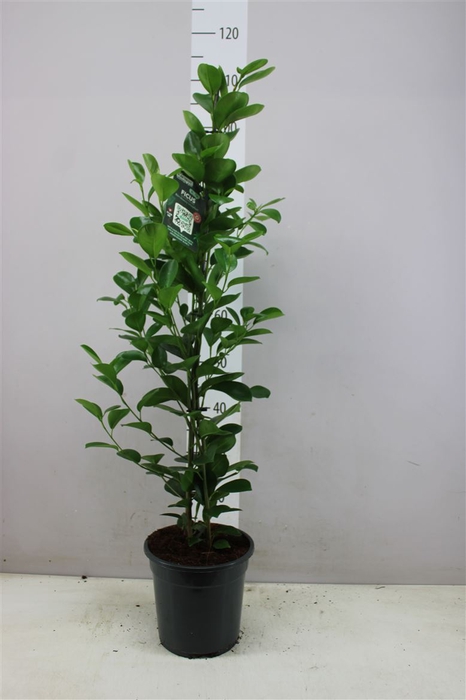 <h4>Ficus Moclame</h4>