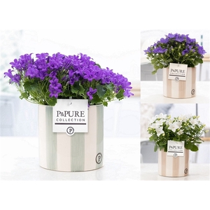 Campanula Mix Pure Eline