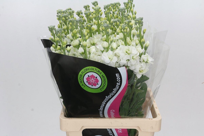 <h4>MATTH IRON WHITE</h4>