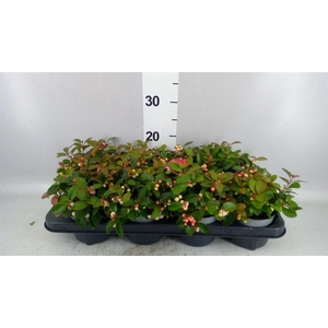 Gaultheria proc. 'Ciao Bella Whte'