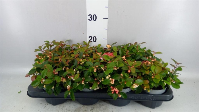 Gaultheria proc. 'Ciao Bella Whte'