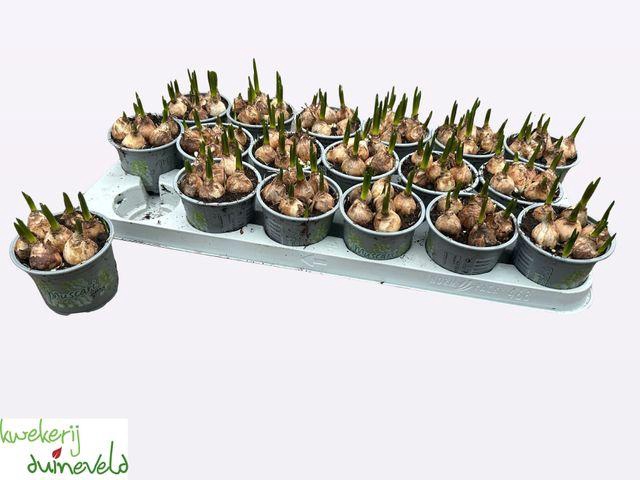 <h4>Muscar White Magic</h4>