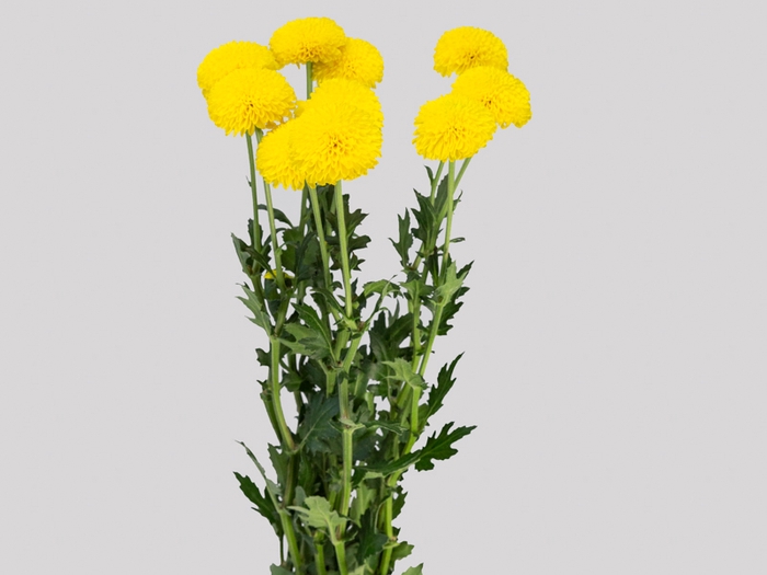 <h4>FLOR DO CAMPO SANTINI SNAZZY 080 CM</h4>