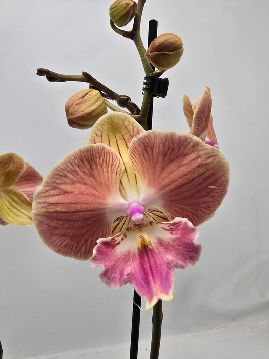 <h4>Limited 57 week 6</h4>