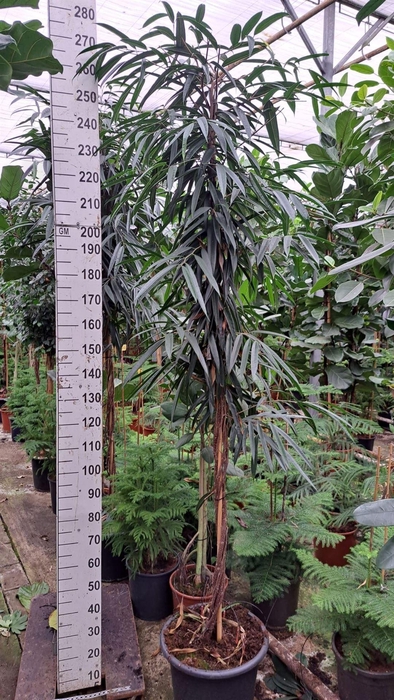 <h4>Ficus binn. 'Alii'</h4>