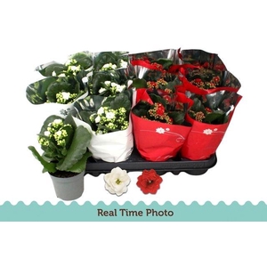 KALAN CALAN XMAS MIX P9