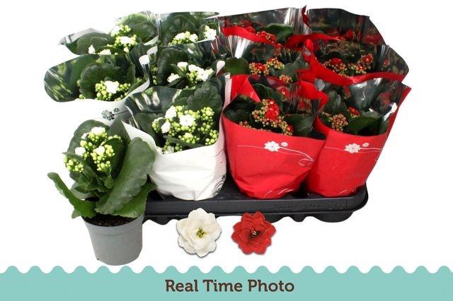 <h4>KALAN CALAN XMAS MIX P9</h4>