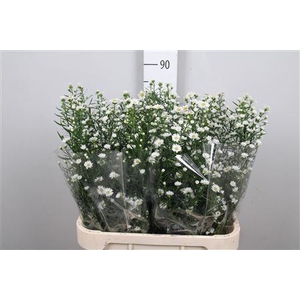 Ast Monte Casino Imp