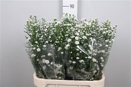 <h4>Ast Monte Casino Imp</h4>