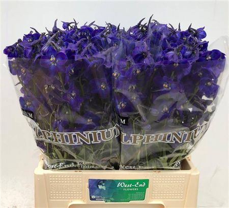 <h4>Delphinium EN 'Atlantis'</h4>