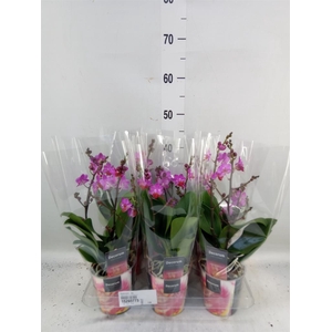 Phalaenopsis   ...lilac