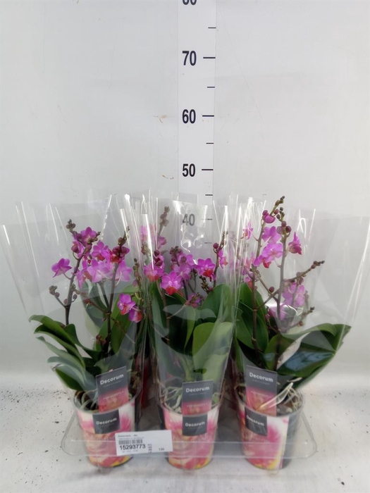 <h4>Phalaenopsis   ...lilac</h4>