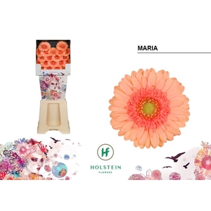 GE MI MARIA Diamond x80