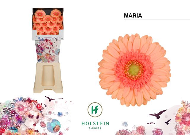 <h4>GE MI MARIA Diamond x80</h4>