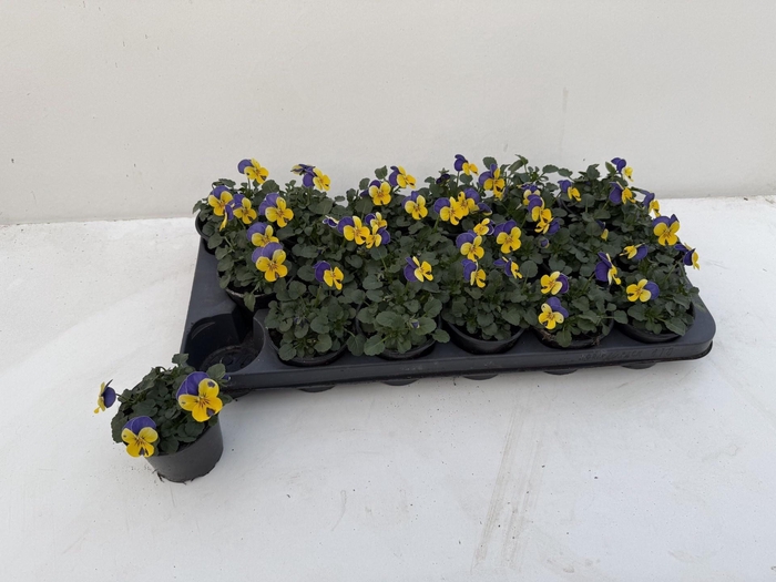 <h4>VIO CO SORBET GEM</h4>