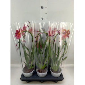 Burrageara  'Nelly Isler'