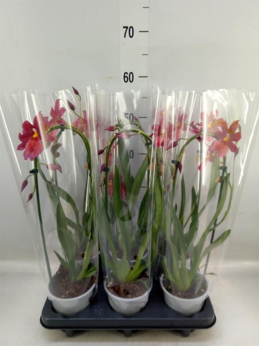 <h4>Burrageara  'Nelly Isler'</h4>