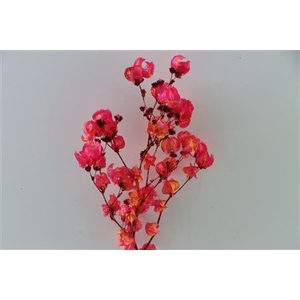 Dried Artz Bougainvillea Dali Bunch Slv