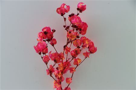 Dried Artz Bougainvillea Dali Bunch Slv