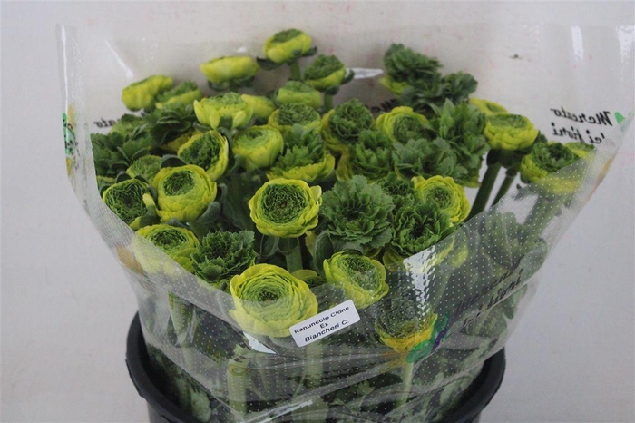 <h4>Ran Cloni Sup Lemon</h4>