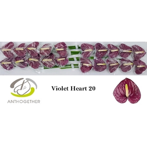 Anthurium Violet Heart