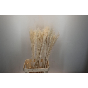 Dried Bleached Peacock Feathers