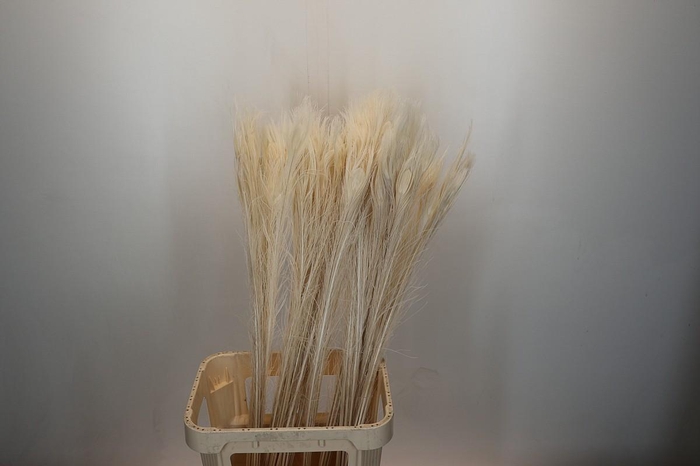 <h4>Dried Bleached Peacock Feathers</h4>