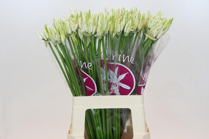 <h4>Nerine Bianca Perla</h4>