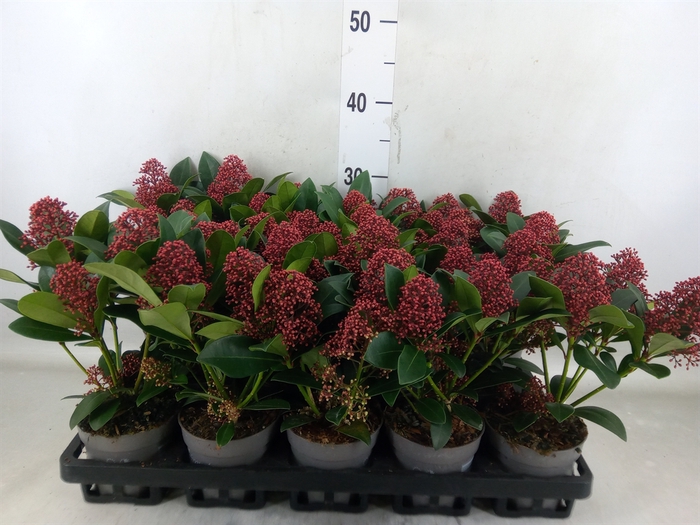 <h4>Skimmia jap. 'Rubella'</h4>