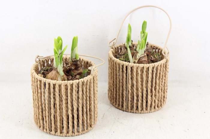 <h4>arr4 Narcis JS - Mandje bruin x6</h4>