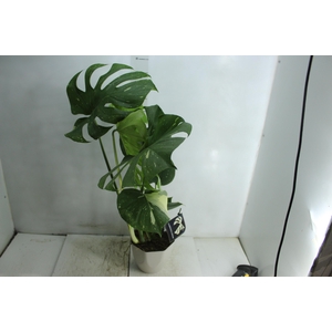 MONSTERA THAI CONSTELLATION P18