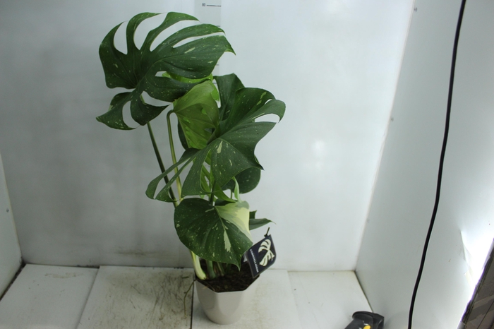 <h4>MONSTERA THAI CONSTELLATION P18</h4>