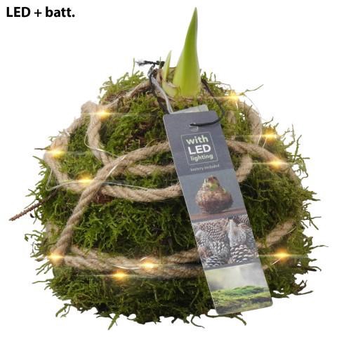 <h4>PTAA7527 Arrangement Amaryllis in mos gewikkeld met led</h4>