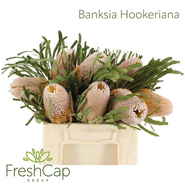 <h4>BANKSIA HOOKERIANA</h4>