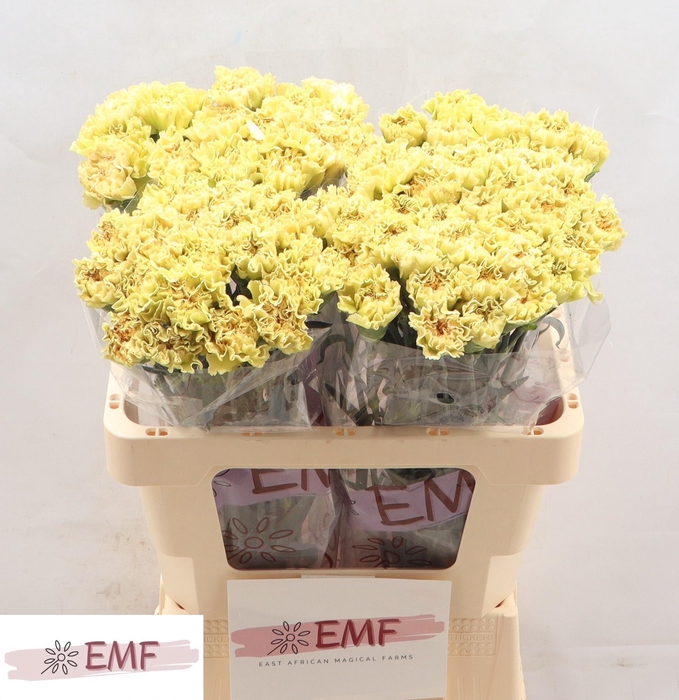 <h4>DI ST MALI+</h4>