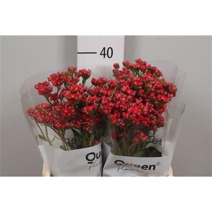 Kal Prett Red Meadow