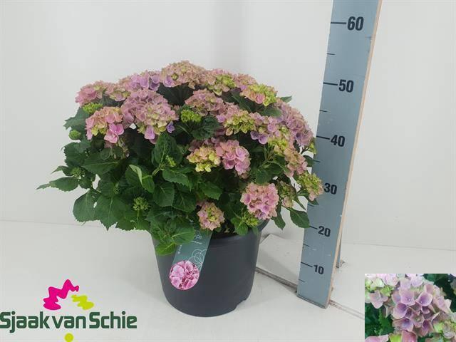 <h4>HYDR M HI RIVER</h4>