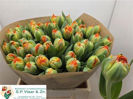 <h4>TU DU KINGSDAY</h4>