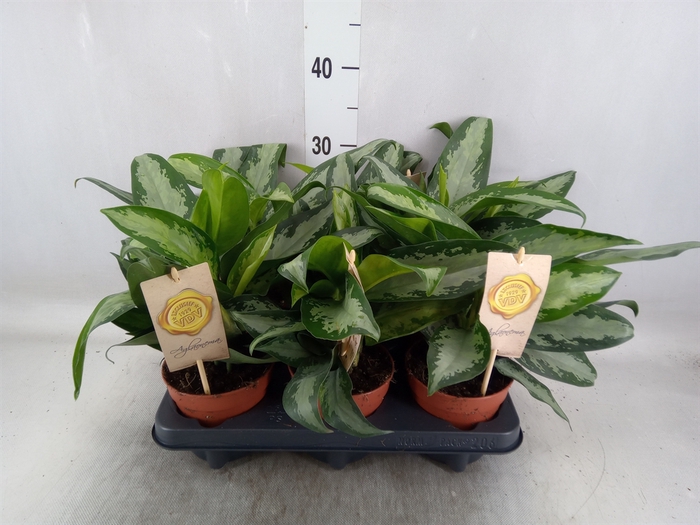 <h4>Aglaonema  'Jubilee Compacta'</h4>