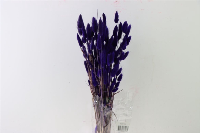 <h4>Dried Lagurus Purple Bunch Slv</h4>