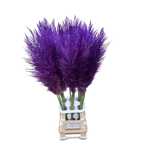 CORTA SELLOAN MILKA