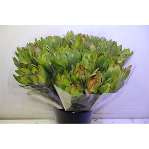 Leucad Saf Goldstrik X5