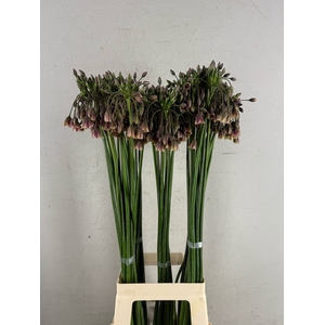ALLIUM NECT SIC