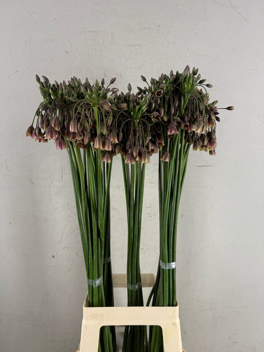 <h4>ALLIUM NECT SICULUM BULGAR</h4>