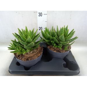 Aloe perfoliata