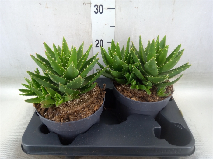 <h4>Aloe perfoliata</h4>