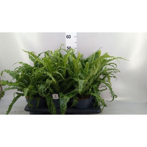 Asplenium antiquum 'Osaka'